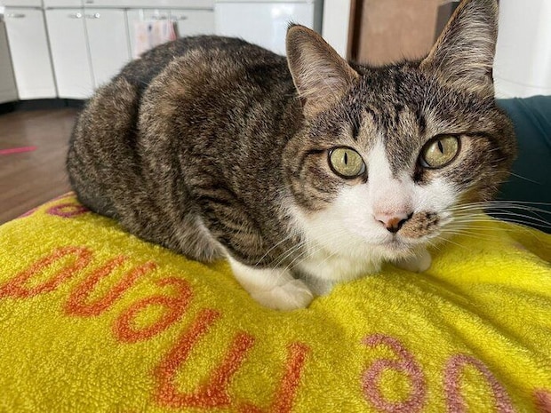 常に飼い主さんのそばにいるちいまくん