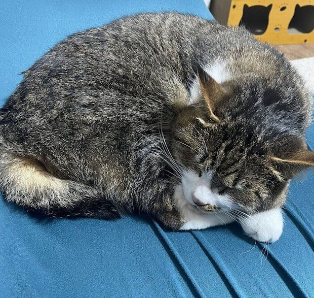 別の日のちいまくん