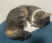 飼い主が座ろうとした瞬間に場所取り！　元保護猫の“ちんまり寝”に「計算してる」「添い寝したい」の声