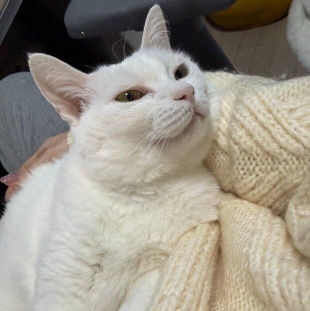 仕事中の飼い主さんを見つめるぐうちゃん