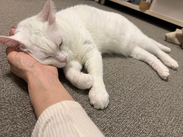 飼い主さんの腕枕で眠るぐうちゃん