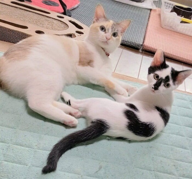 床に寝そべっている2匹の猫