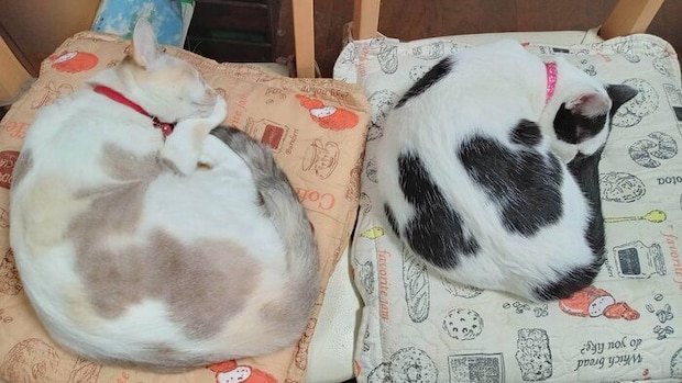 丸まっている2匹の猫