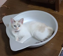 毛色が「淡いクリーム色」だった保護子猫→どんどん色が濃くなり、4才になった現在は“別猫”のような姿に成長！