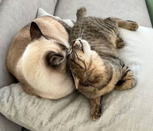 ロロちゃんに甘えるてんちゃん