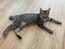 ケージの中から必死に手を伸ばしていた保護子猫と家族に　4カ月後、甘えん坊で「たくさん話すコ」に成長中！