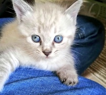 体重250gの子猫を保護して5年　キトンブルーの瞳のコが、今では「笑わせてくれるムードメーカー」に