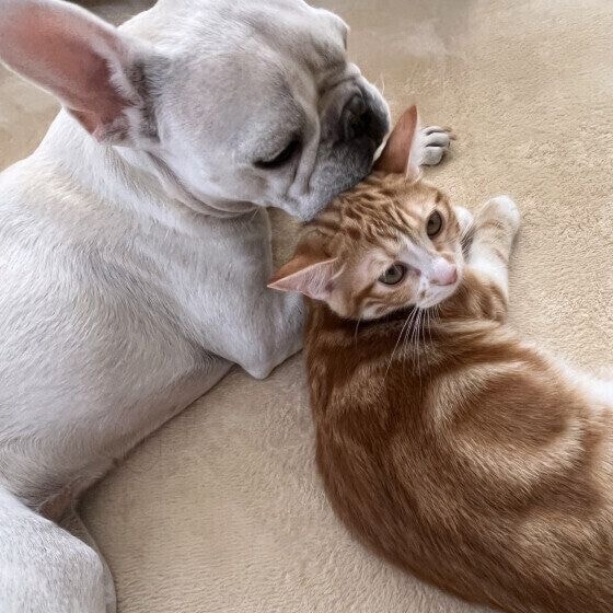 マンチカンのこはくくんと同居犬ちゃん