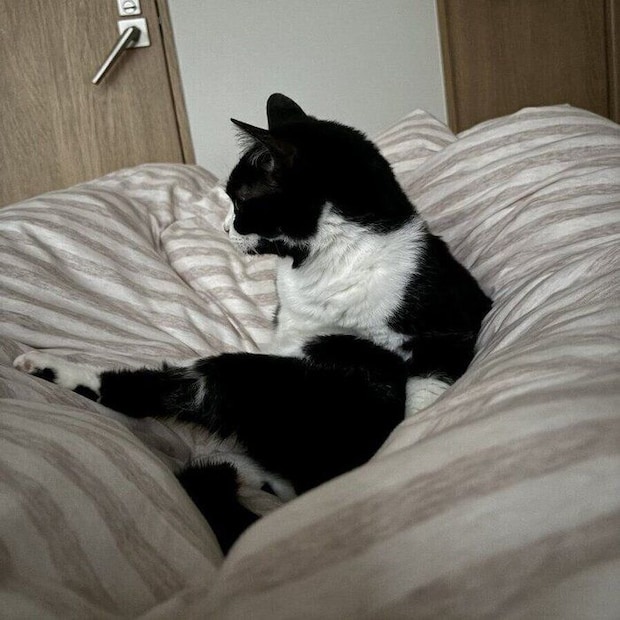 ベッドの上でくつろぎ続けるオリビアちゃん