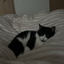 初めて飼い主の足の間へ寝に来た猫が長時間とどまった　何が起きてるの？獣医師に聞いてみた