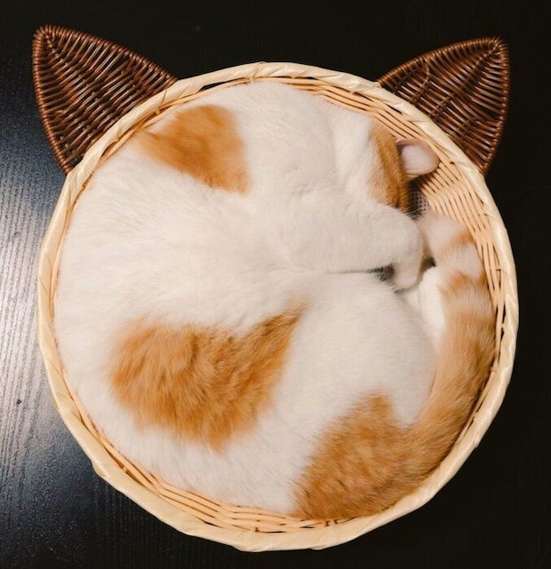 現在のおちゃまるくん