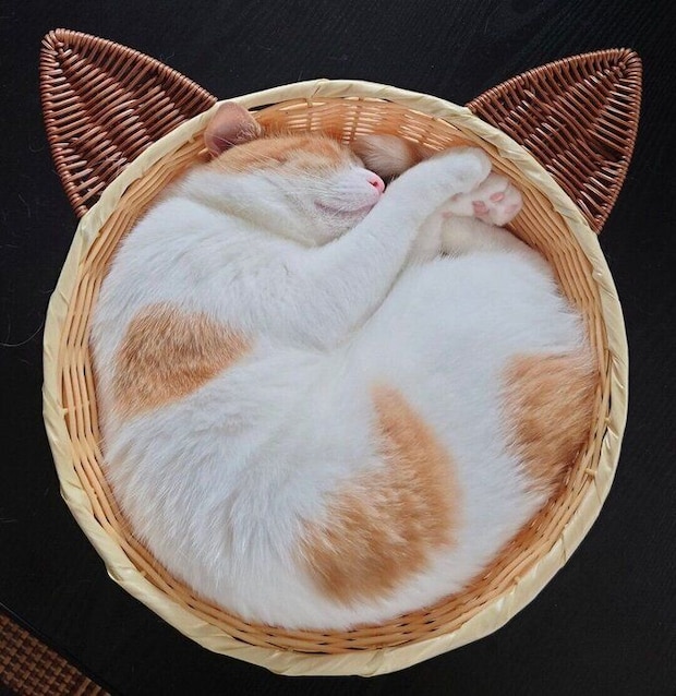 タルトのような見た目のおちゃまるくん