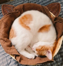 バスケットで眠るマンチカンの子猫　5年後、“アンモニャイト”がパンパンに成長した姿にほっこり