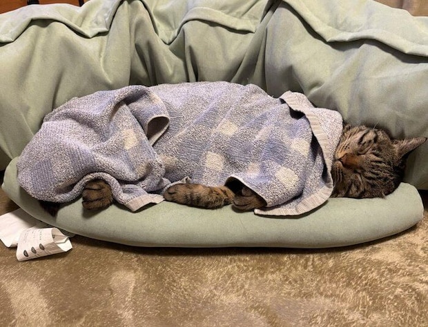 ママさんを待ちながら寝てしまった虎三郎くん