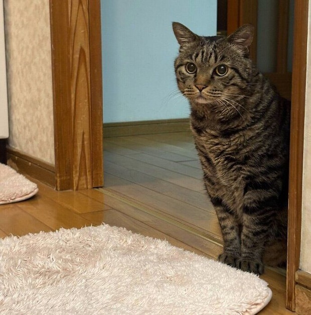 お風呂中のパパさんを心配そうに待つ虎三郎くん