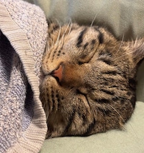 “ママっ子”な猫、お風呂待ちで眠気に勝てず寝落ち　スヤスヤ眠る姿に「幸せそう」