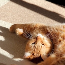 「頭、外れてないよね？」クネクネとひなたぼっこをする猫の心理を獣医師に聞いた