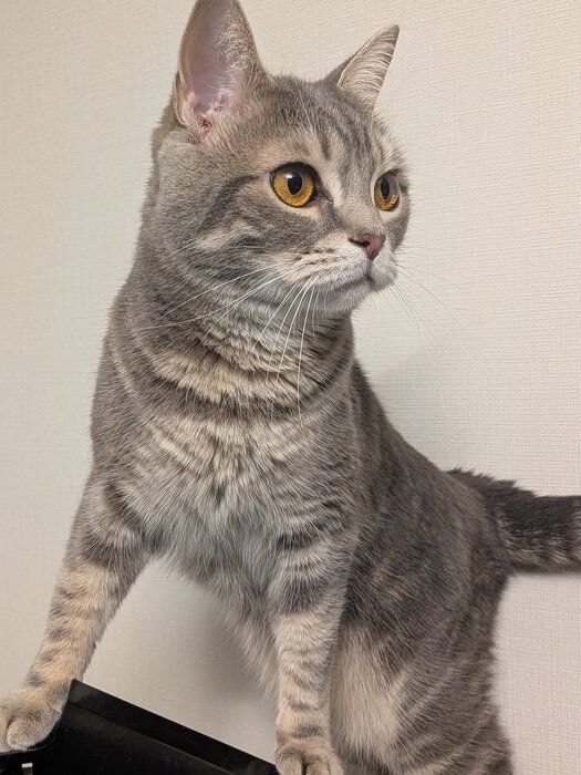 3才になる10日前のスコティッシュフォールド