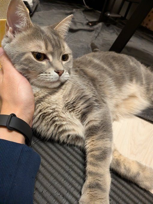 撫でられているスコティッシュフォールド