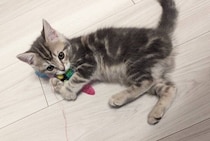 見学初日に膝の上で寝ていた生後2カ月の子猫→約3年後、目はクリクリなまま凛々しく成長した姿にほっこり！