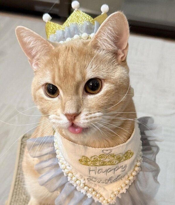 1才になったミクくん