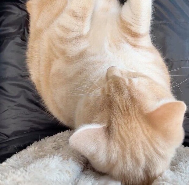 飼い主さんの膝の上に乗るミクくん