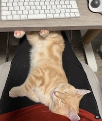 在宅ワーク中、膝の上で子猫が爆睡！　オンライン会議の裏側に「羨ましい」「猫も幸せ」の声