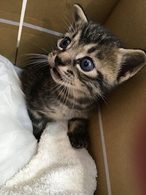 空ダンボールの中で必死に鳴く1匹の子猫を保護→犬との違いに戸惑いながらもともに年月を重ね、理解を深めた現在の関係性にほっこりする