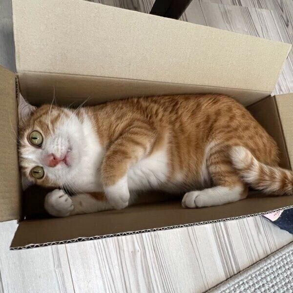 段ボールでまったりするクウちゃん