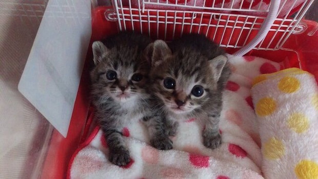 子猫時代の2匹の様子　クリクリの瞳がかわいらしい