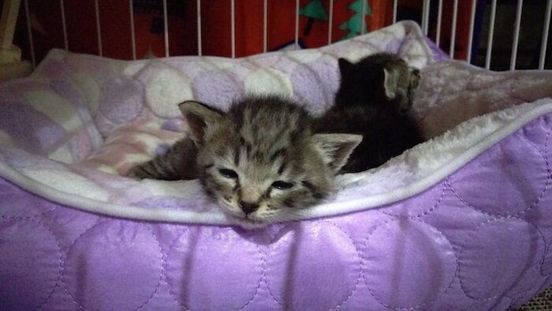 ウトウトしている？　子猫時代のちまくんの様子