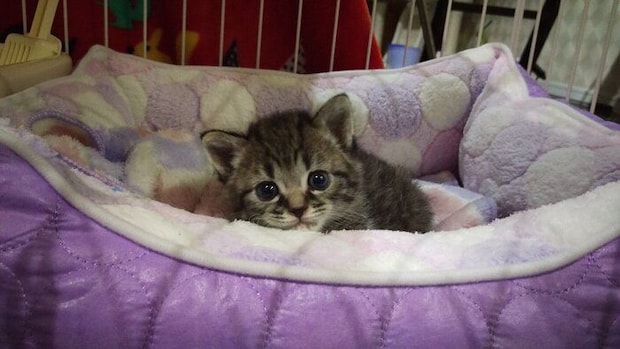 カメラを見つめる子猫時代のにこちゃん