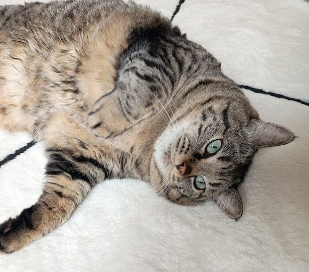 「来客へのおもてなしは抜群」だというにこちゃん