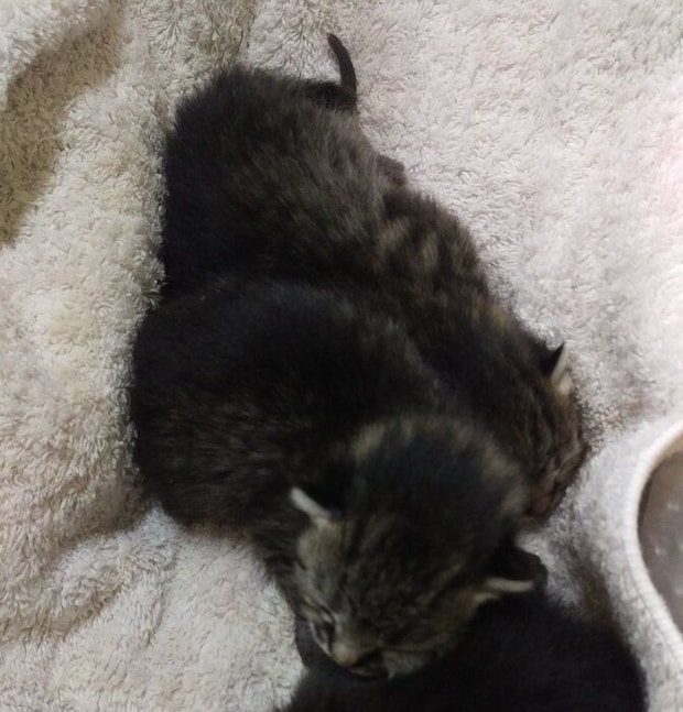 まだ目も開いていない……保護したときの子猫たちの様子