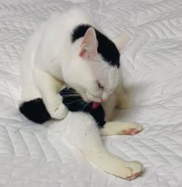 しっぽを持ちながら毛づくろいをするぺーちゃん