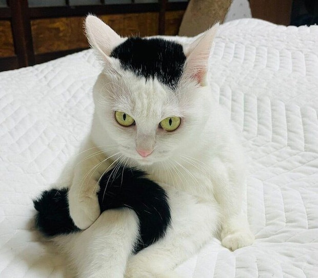 しっぽを持つぺーちゃん