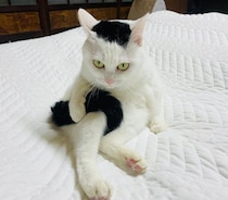 毛づくろい中に前足で自分のしっぽをギュッ！　“動いてやりづらい問題”を解決した元保護猫の姿にクスッ