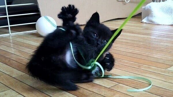 猫じゃらしで遊ぶロコくん