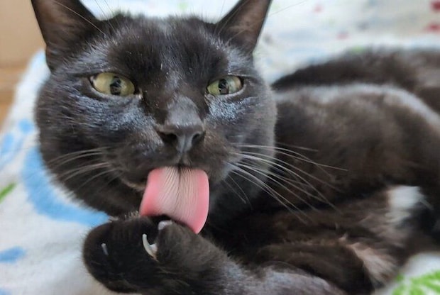 「べろ~ん」なロコくん