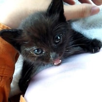 保護から4年でイケメン猫に成長も、中身は赤ちゃん！　“人を動かす方法”だけ進化した姿が可愛すぎる