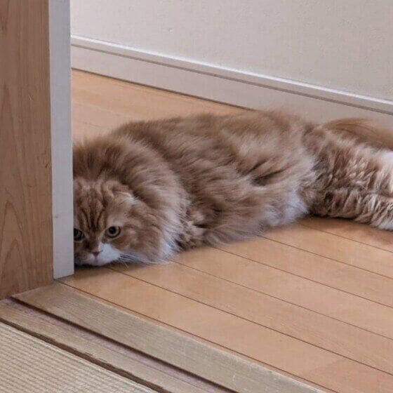 スコティッシュフォールド・ロングヘアのこむぎちゃん