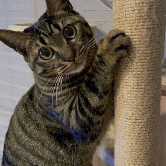 MIXキジトラの風鈴ちゃん