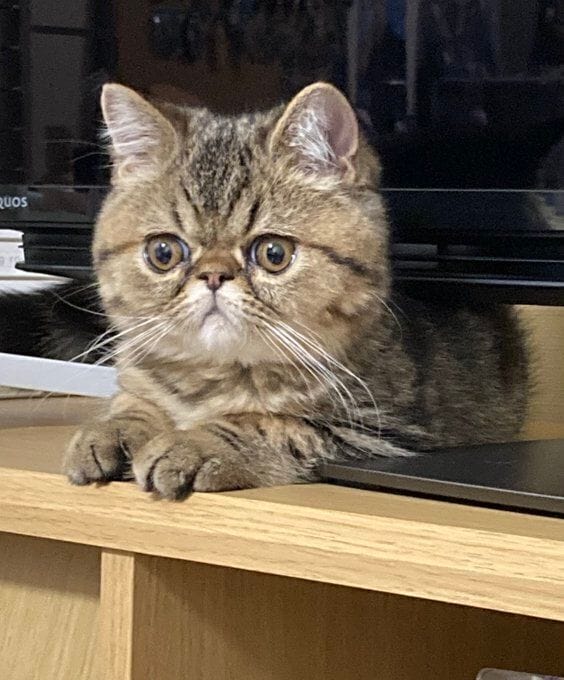 大きく目を見開くエキゾチックショートヘア