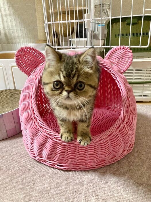 生後2カ月のエキゾチックショートヘア