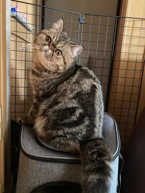 後ろを振り向くエキゾチックショートヘア