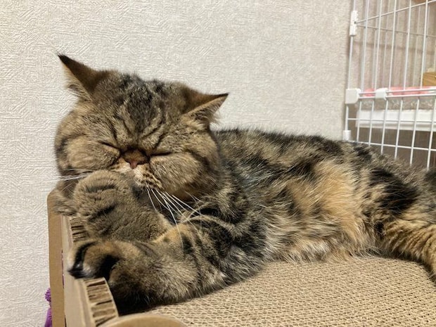 爪とぎの上で寝るエキゾチックショートヘア