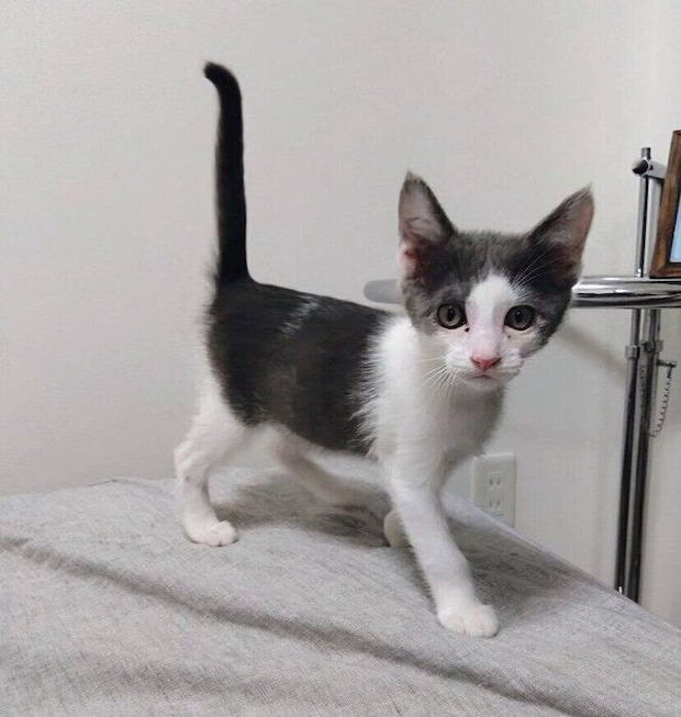 生後2カ月半の子猫