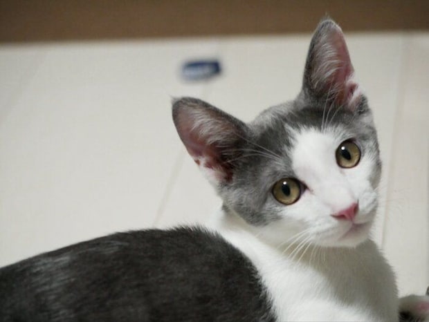 飼い主を見つめる猫