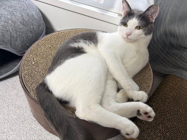 爪とぎの上でまったりしている猫