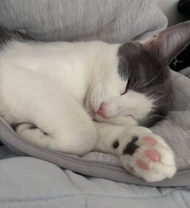 飼い主の枕元で寝ている猫